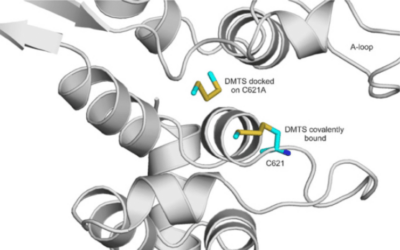 Elucidation of the binding mode of organic polysulfides on the human TRPA1 receptor